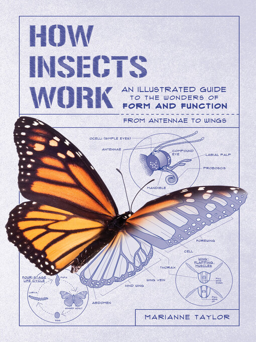 Title details for How Insects Work by Marianne Taylor - Wait list